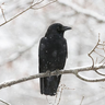 Death Crow